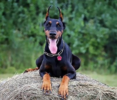 Doberman dog breeder in bangalore-Saee Kennel