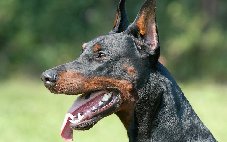 Doberman Puppy Price In Bangalore