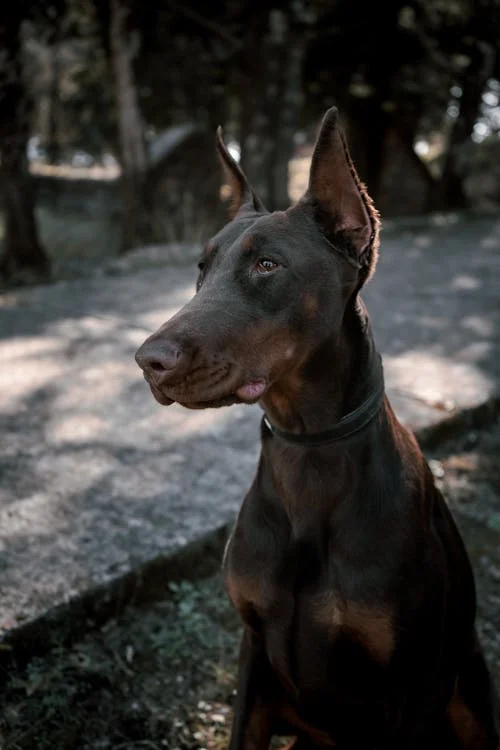 Doberman dog kennel in bangalore