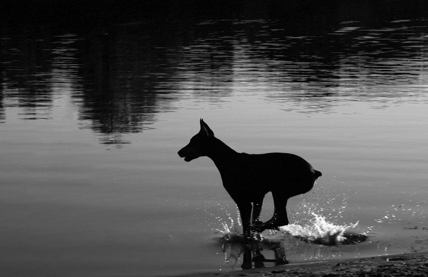 Doberman puppy for sale in bangalore