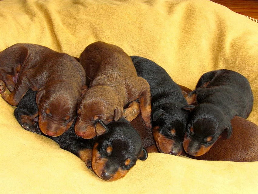 Doberman puppy for sale in bangalore