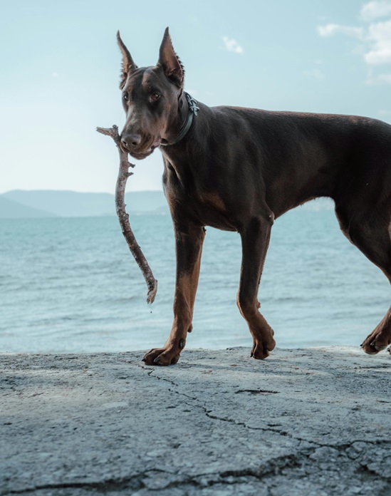 Doberman dog breeder in India