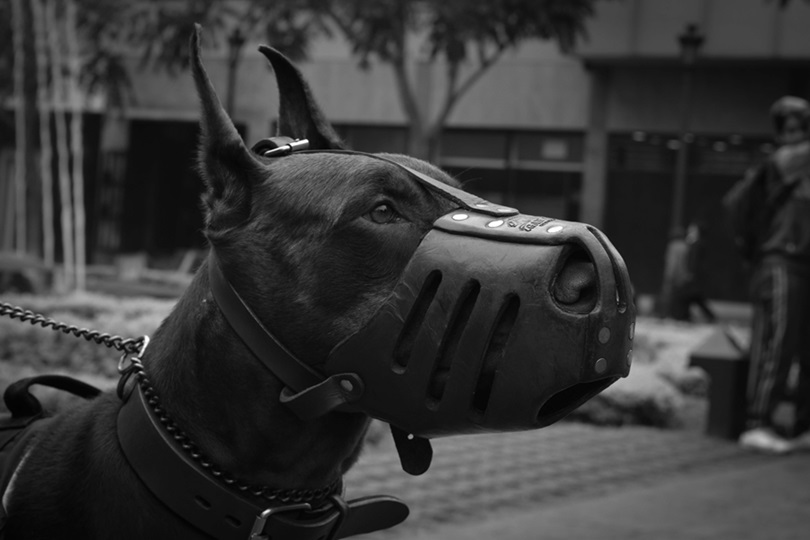 Doberman pet shop in India