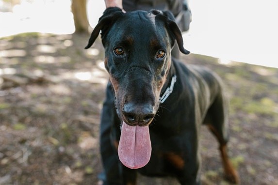 Doberman puppy price in India