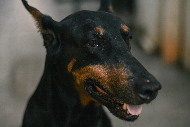 Doberman female price in India