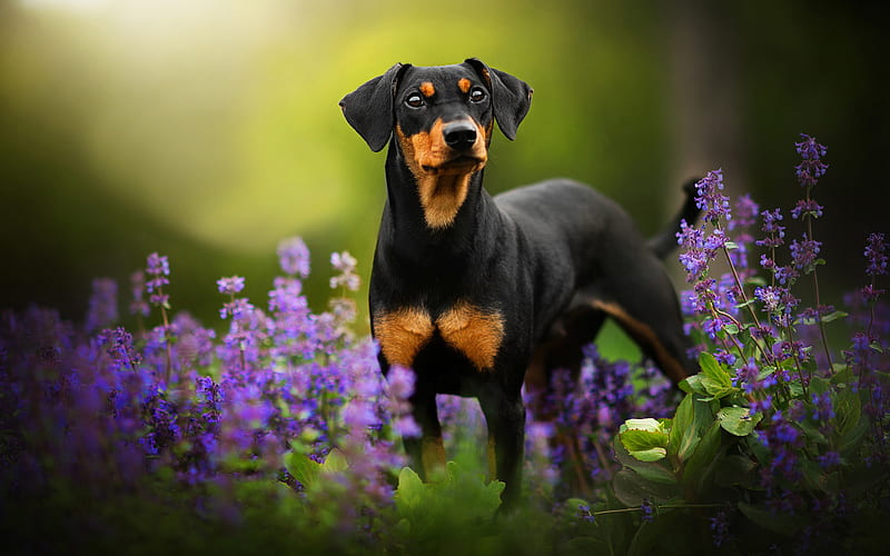 Doberman Puppies for sale in pune