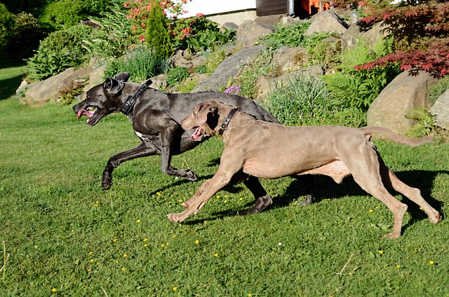 Great Dane dog breeder in bangalore-Saee Kennel