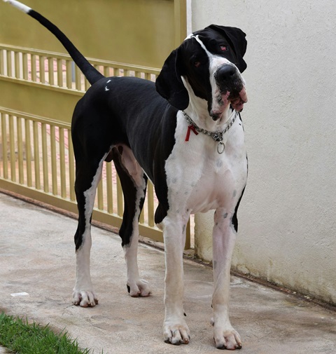 Great Dane puppies for sale in Goa