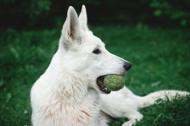 white German Shepherd price in India