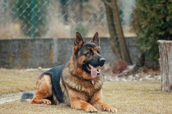 German Shepherd dog Price In Mumbai