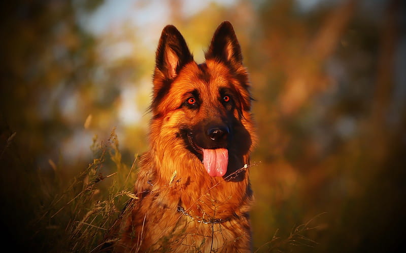 German Shepherd dog for sale in mumbai