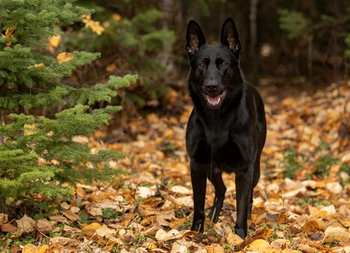 Black German Shepherd price in mumbai