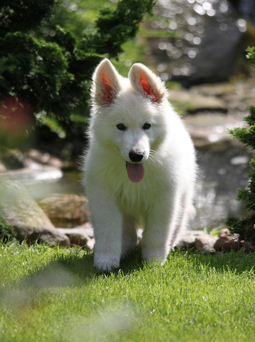 White German Shepherd price in mumbai