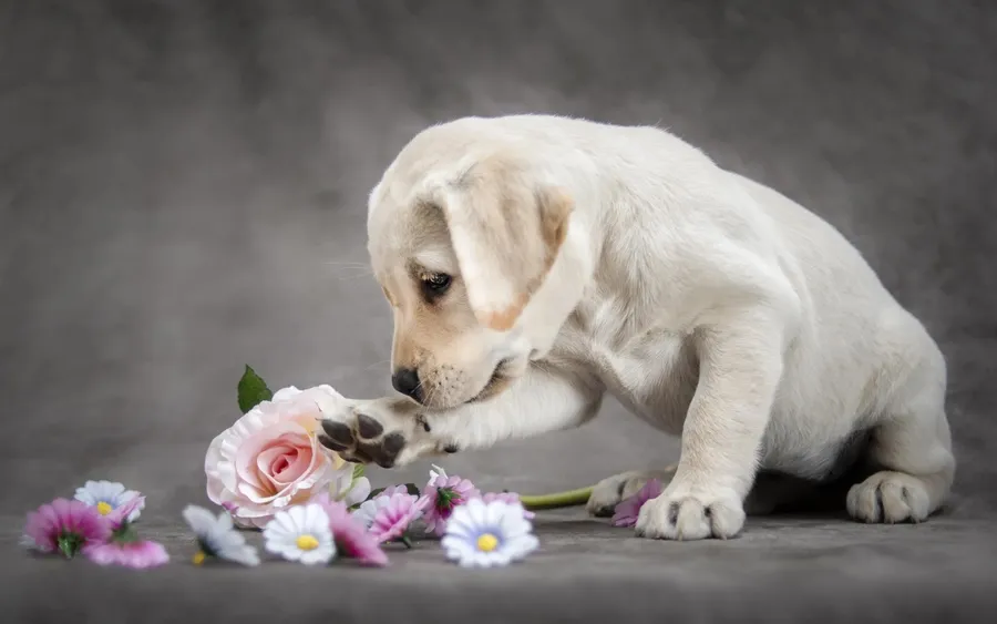 Labrador Retriever Dog Breeders In Ahmedabad