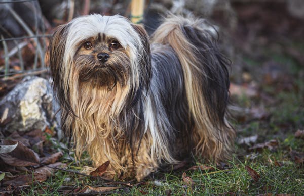 Lhasa Apso puppy for sale in bangalore