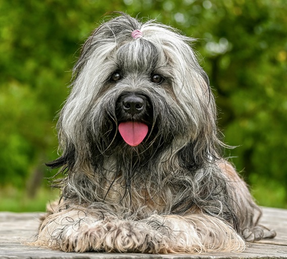 Lhasa Apso puppies for sale in Goa