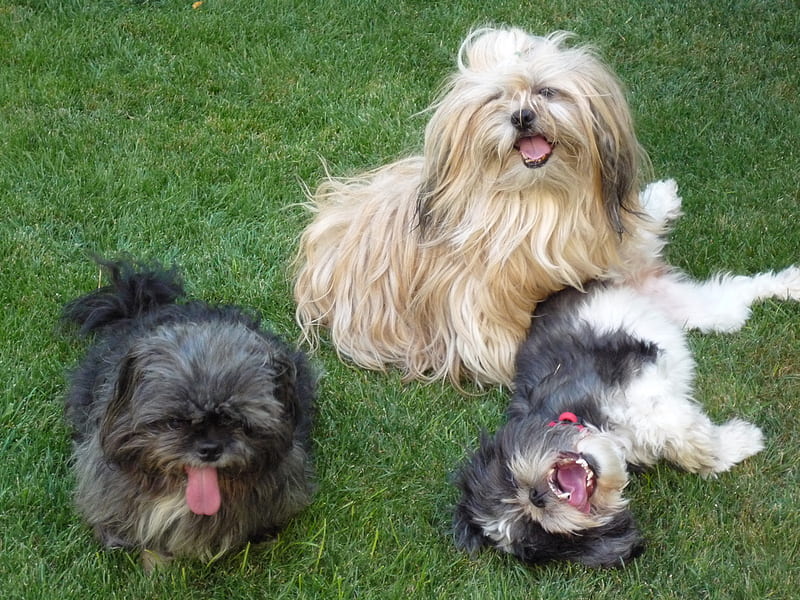 Lhasa Apso male price in India