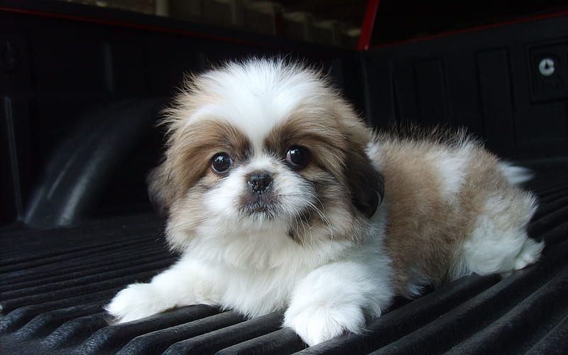 Lhasa Apso Dog Breeder In Pune