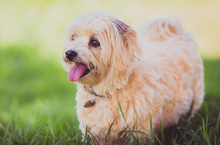 Lhasa Apso Dog For Sale Near Me In Pune