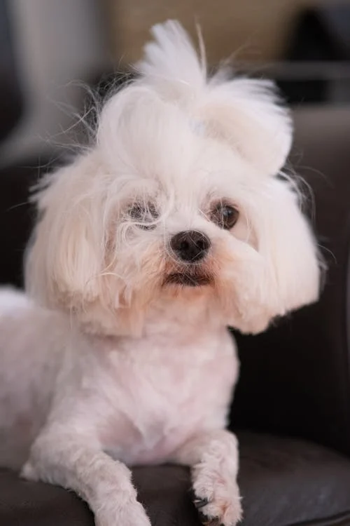 Maltese dog kennel in India