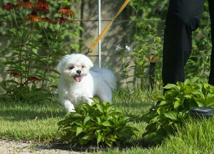 Maltese dog price in India