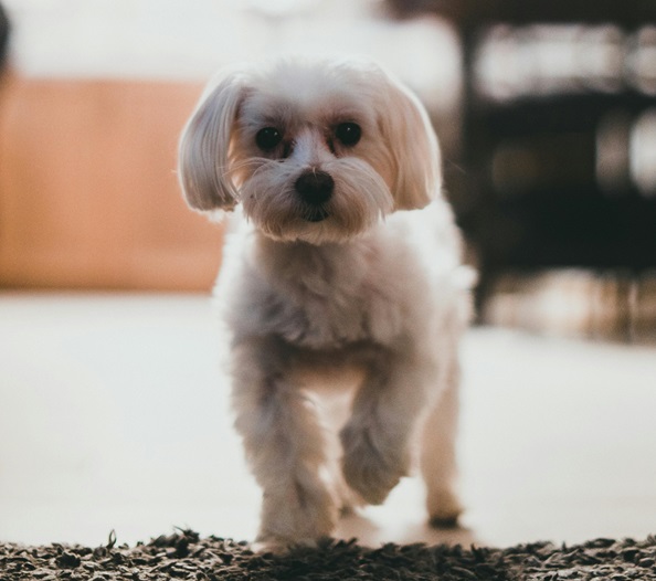 Maltese male puppy price in India