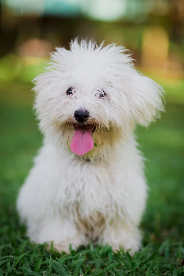 Maltese dog kennel in mumbai