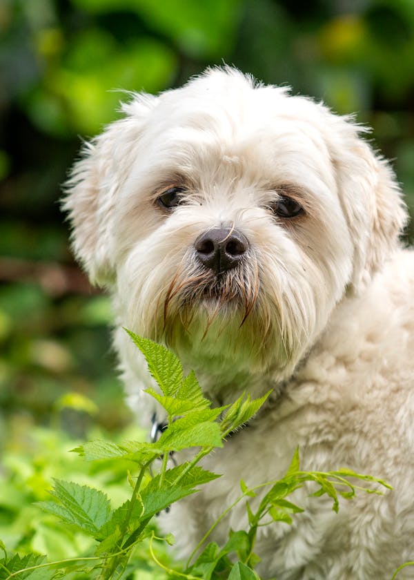 Maltese dog for sale in mumbai