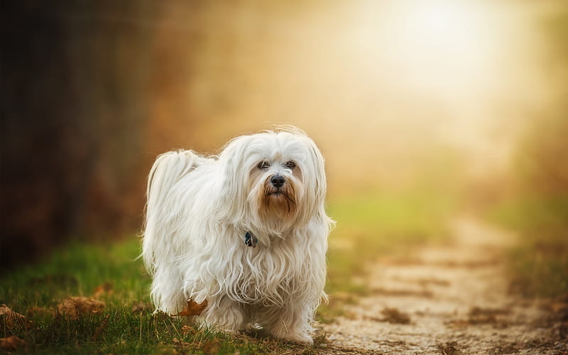 Maltese Dog Price In Pune