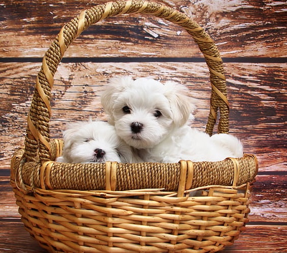 Maltese Dog Puppy for sale near me in pune