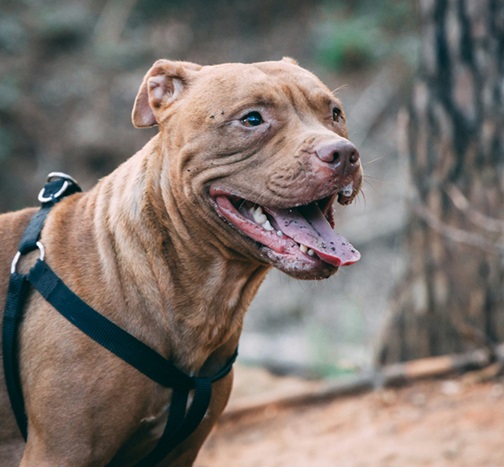 Pitbull puppies for sale in Goa