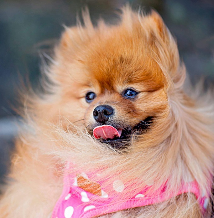 Pomeranian dog breeder in bangalore-Saee Kennel