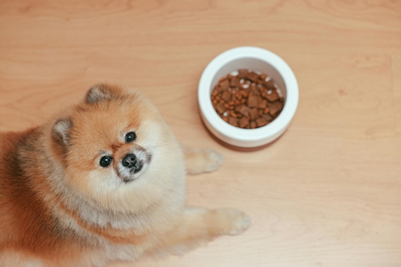 Pomeranian Puppy Price In Bangalore