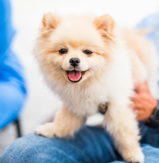 Pomeranian puppies for sale in Goa