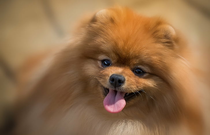 Pomeranian dog breeder in India