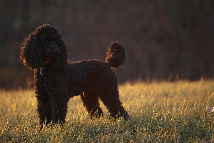 Poodle Puppy Price In Bangalore