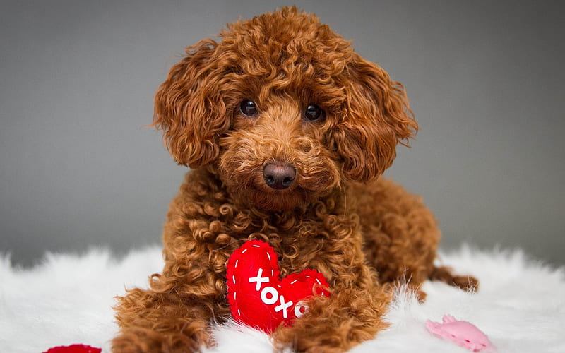 Poodle Puppy Price In Pune