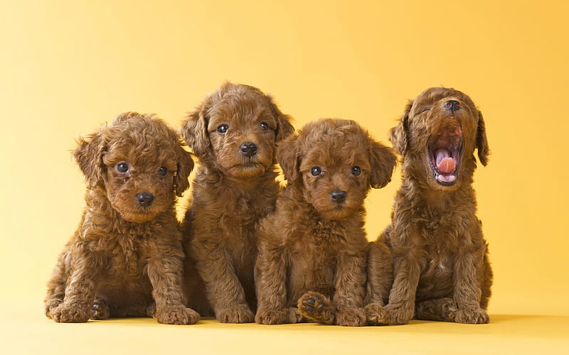 poodle dog male puppy for sale in pune