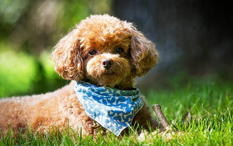 poodle dog breeder in pune