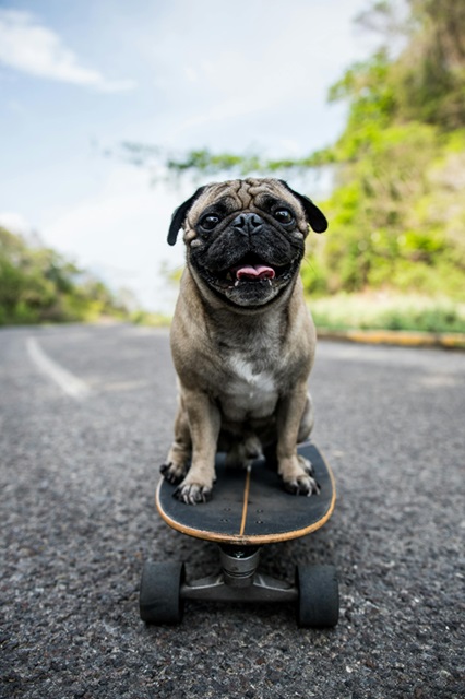 Pug dog kennel in mumbai