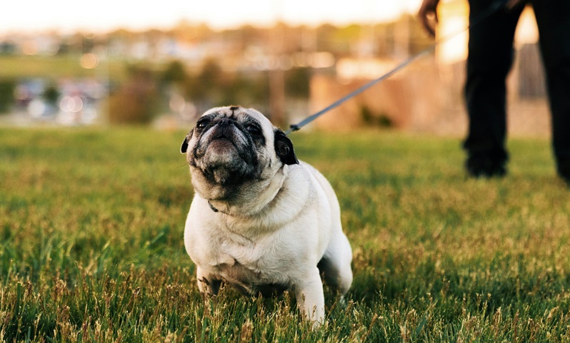 Pug Puppy Price In Mumbai