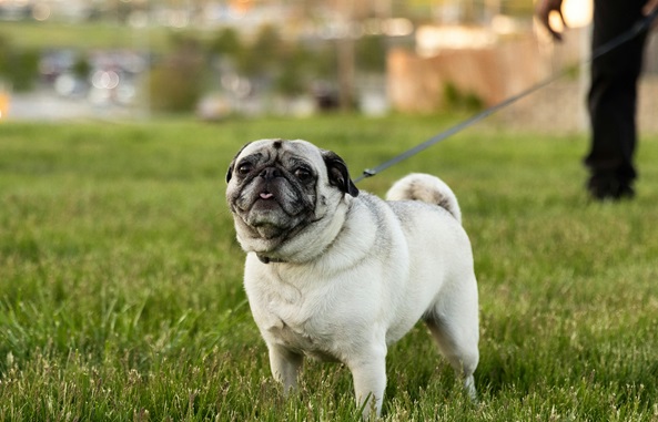 Pug dog breeder in bangalore-Saee Kennel