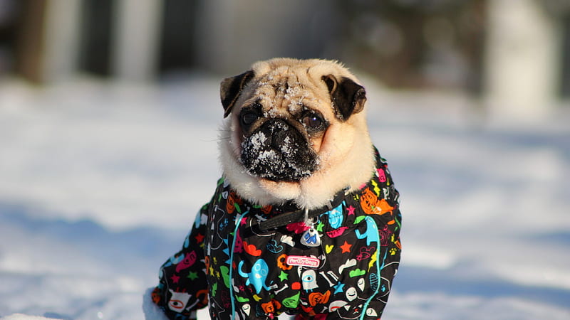 Pug Dog For Sale In Pune