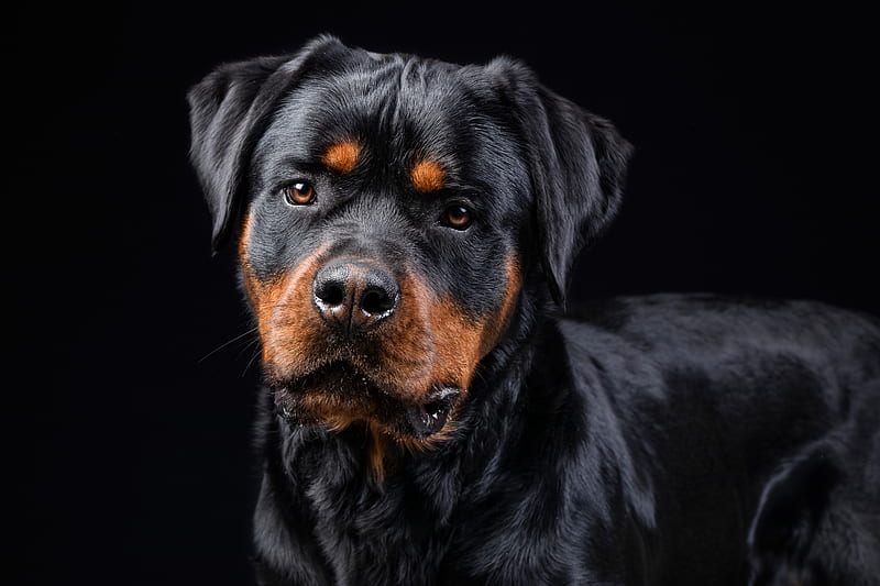 Rottweiler Puppies For Sale In Pune