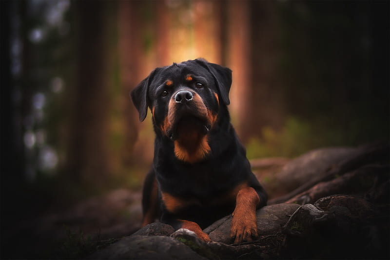 Rottweiler Best Dog Breeder in pune