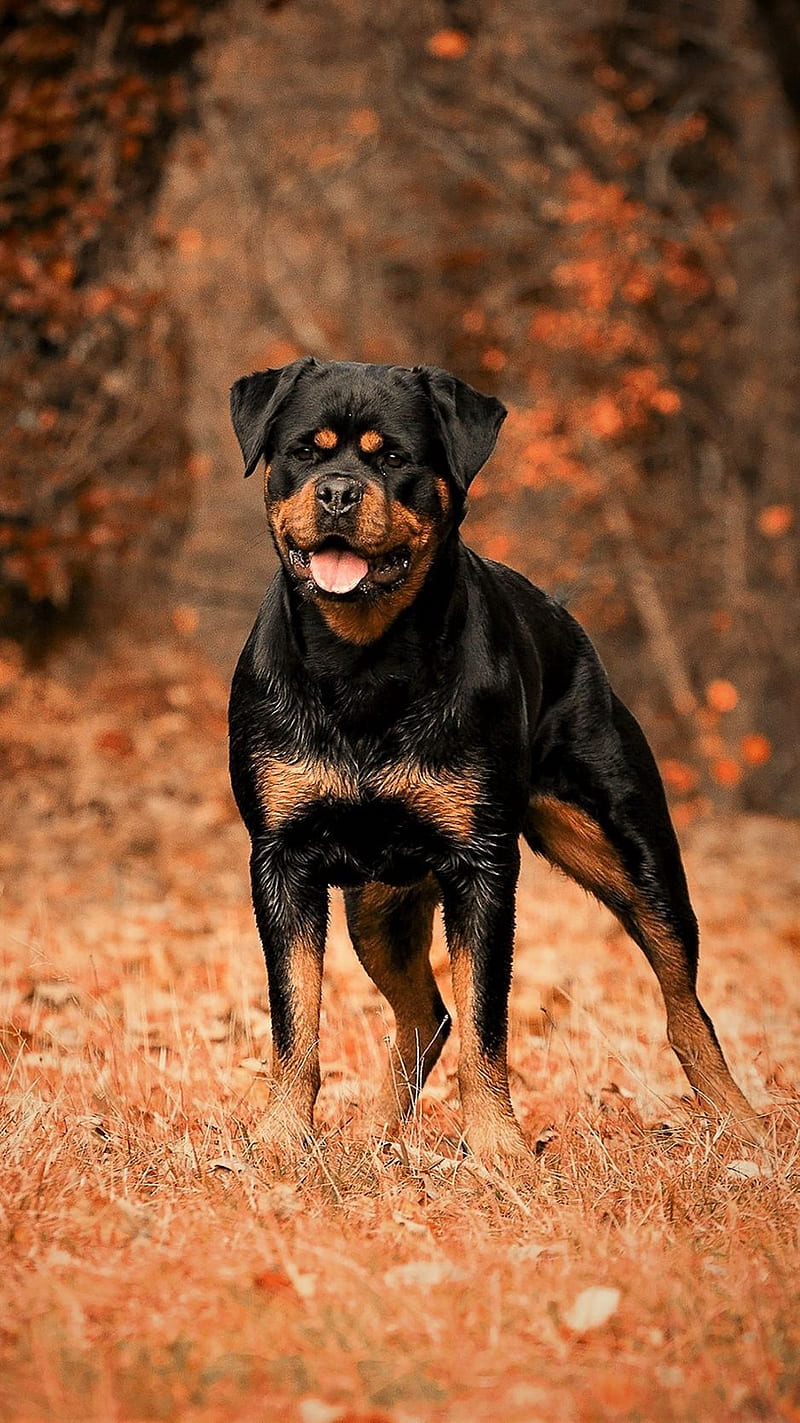 Rottweiler dog for sale in pune