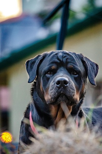 Rottweiler dog kennel in India