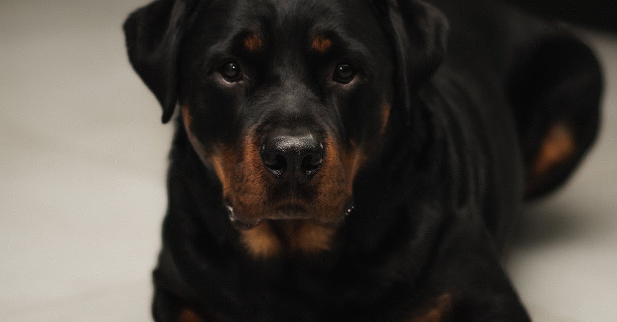 Rottweiler dog breeder in India