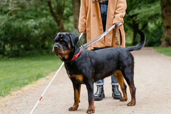 Rottweiler Puppy Price In Mumbai