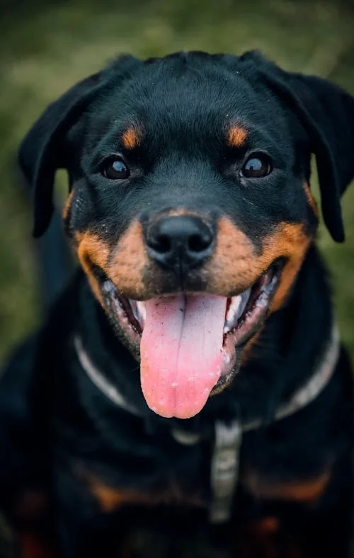 Rottweiler dog breeder in mumbai-Saee Kennel